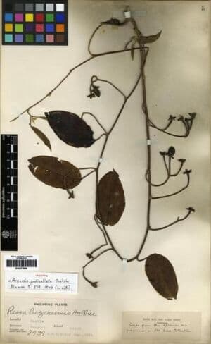 Argyreia pedicellata