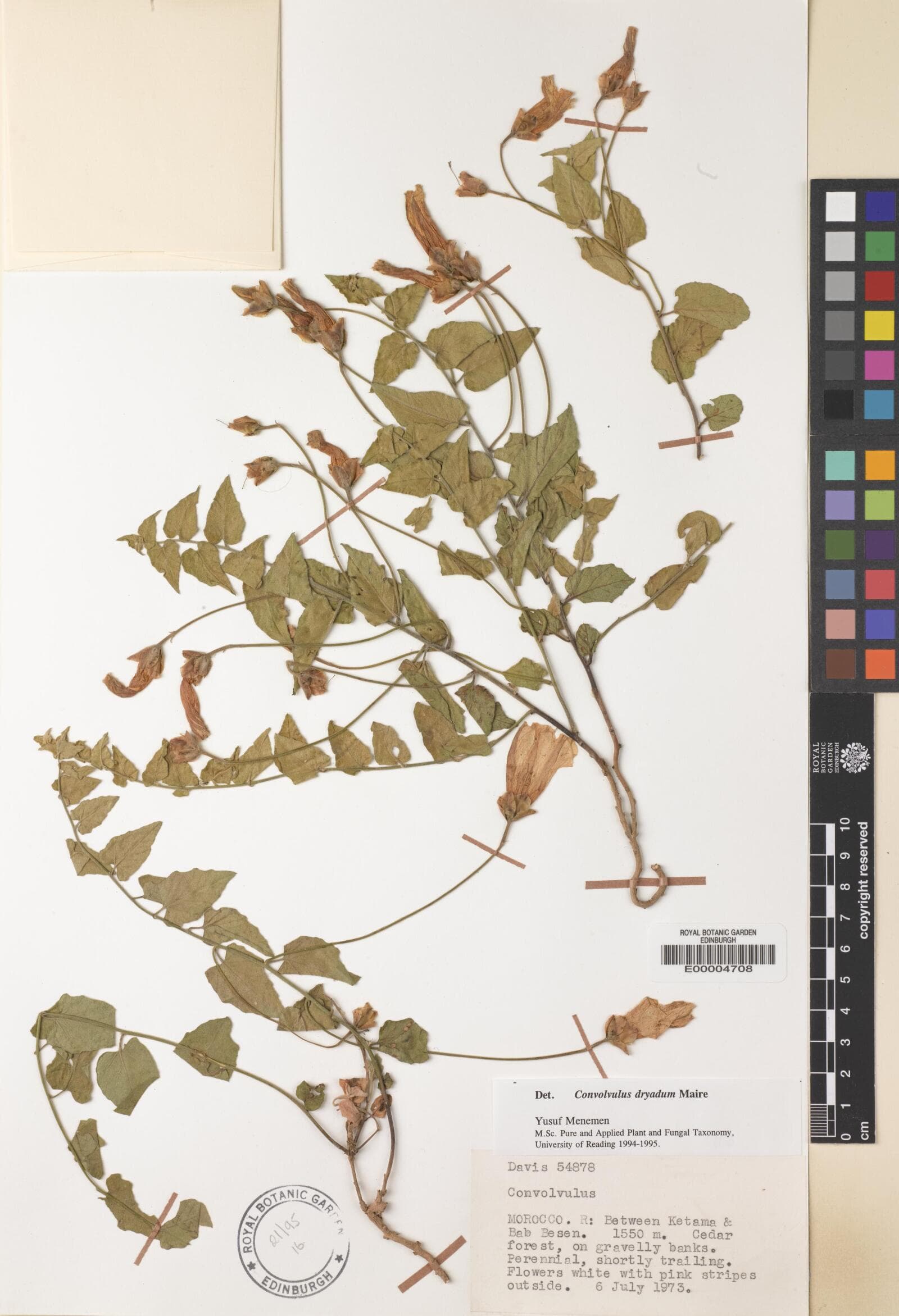 Convolvulus dryadum