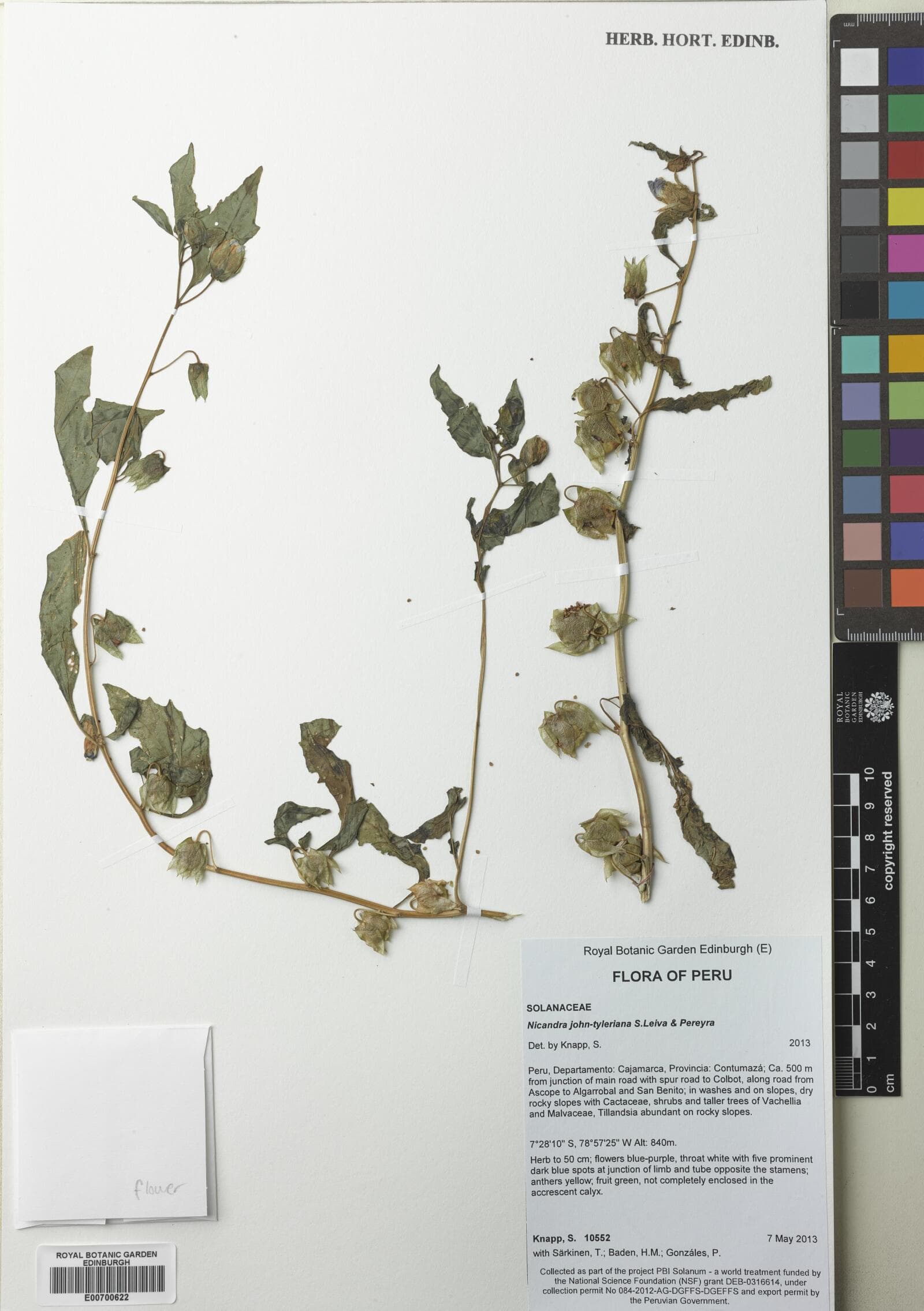Nicandra john-tyleriana