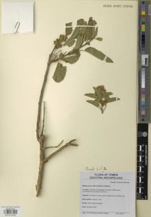 Metaporana obtusa