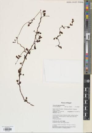 Cuscuta gigantea