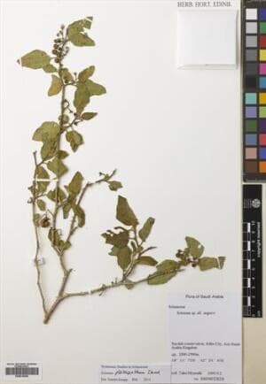 Solanum platacanthum
