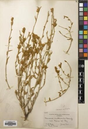 Bonamia multicaulis