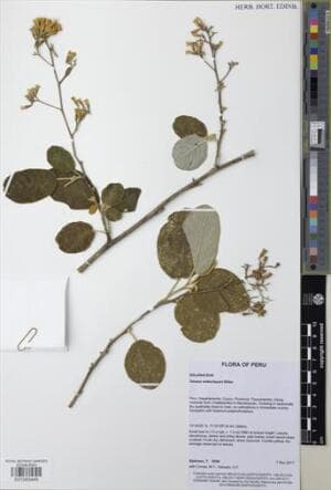 Cestrum mancoi