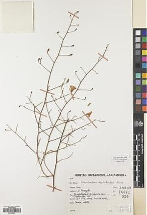 Convolvulus leptocladus