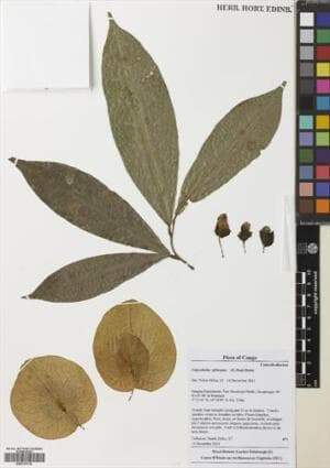Calycobolus africanus