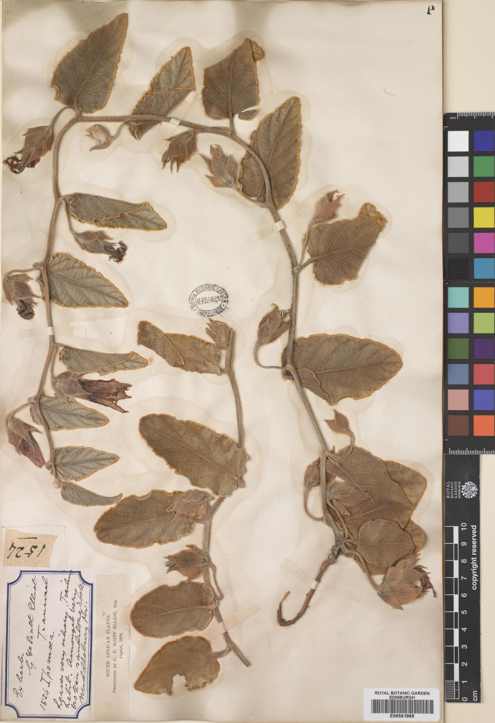 Convolvulus galpinii