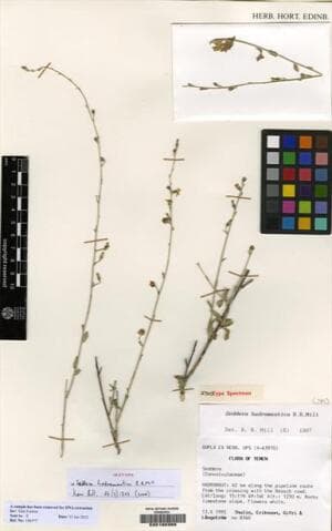 Seddera hadramautica