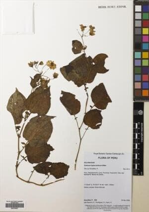 Solanum hypacrarthrum