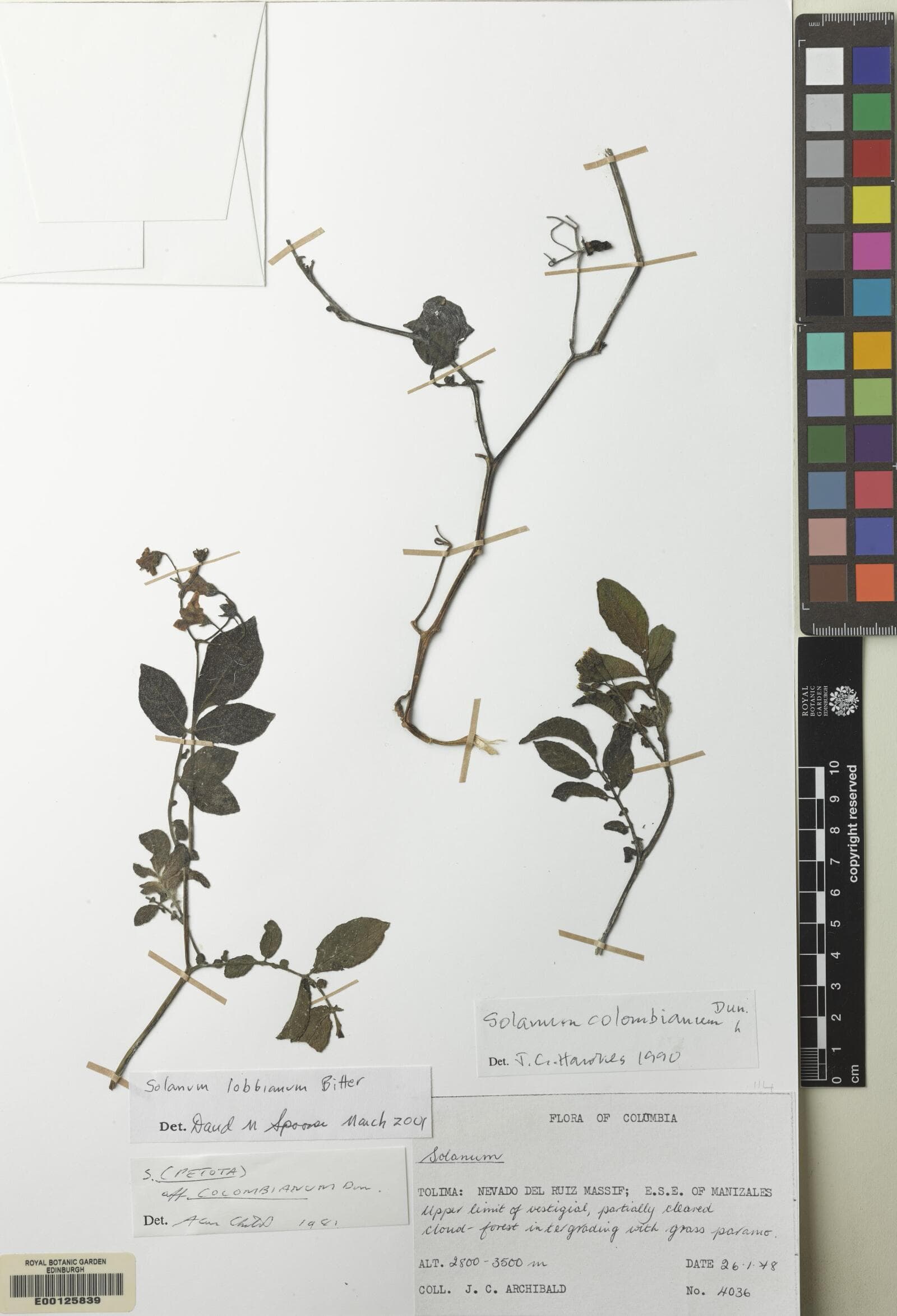 Solanum lobbianum