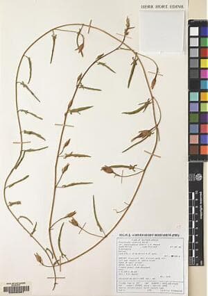 Convolvulus bullerianus