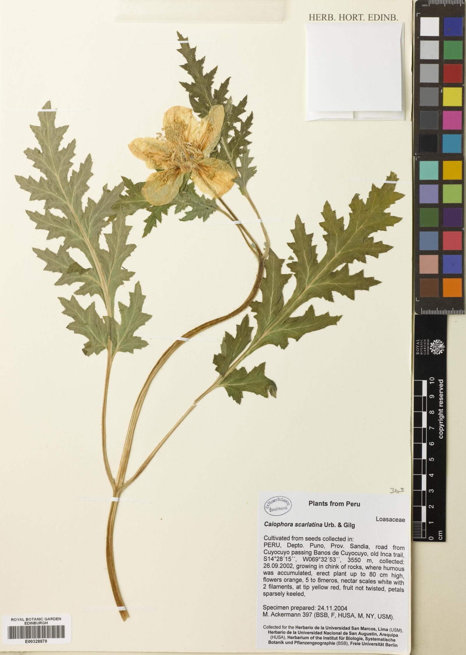 Caiophora scarlatina