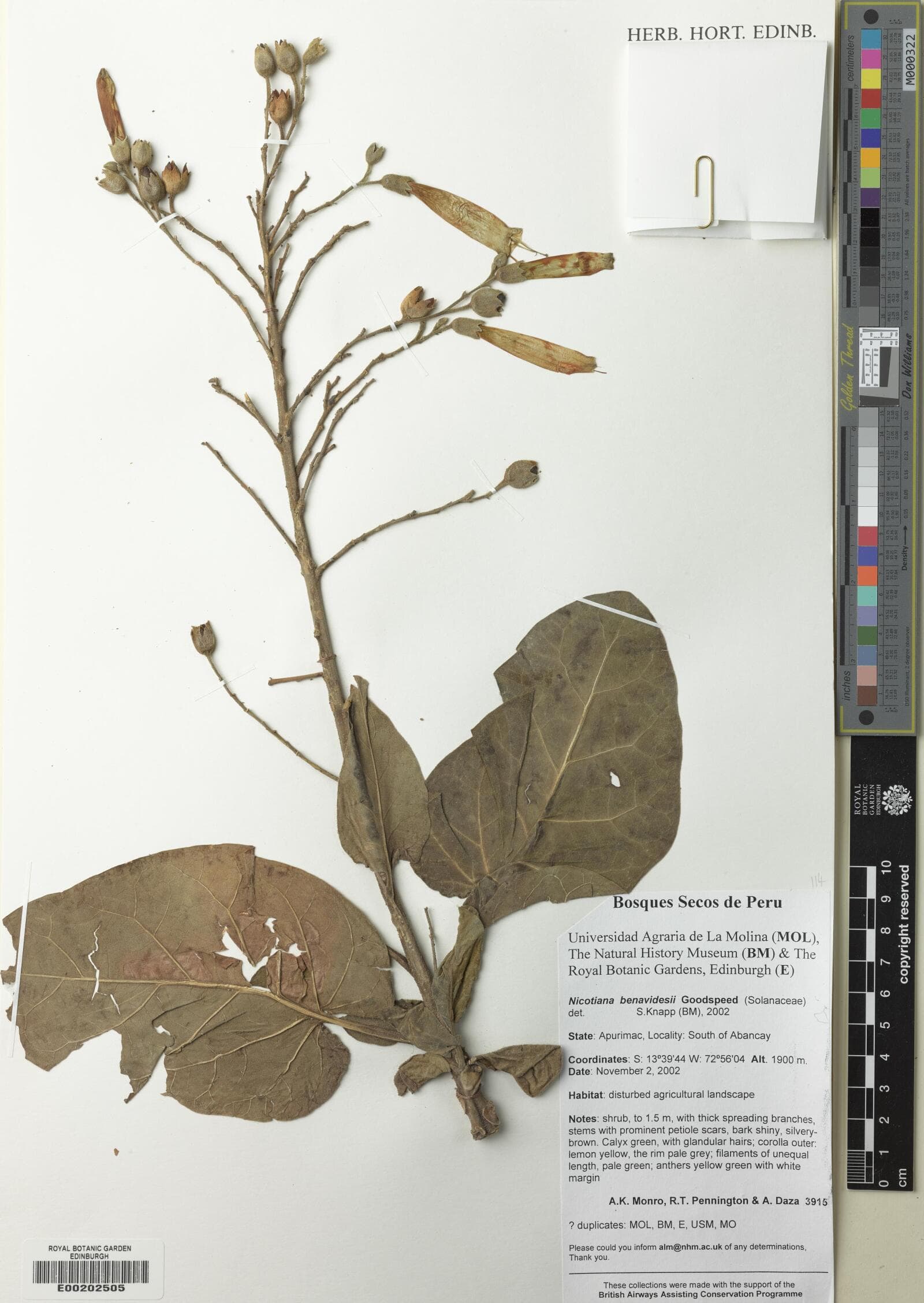 Nicotiana benavidesii