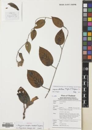 Argyreia albiflora