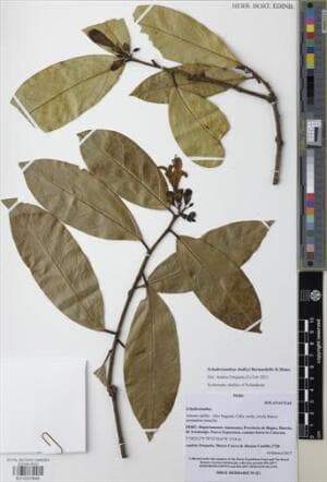 Schultesianthus dudleyi