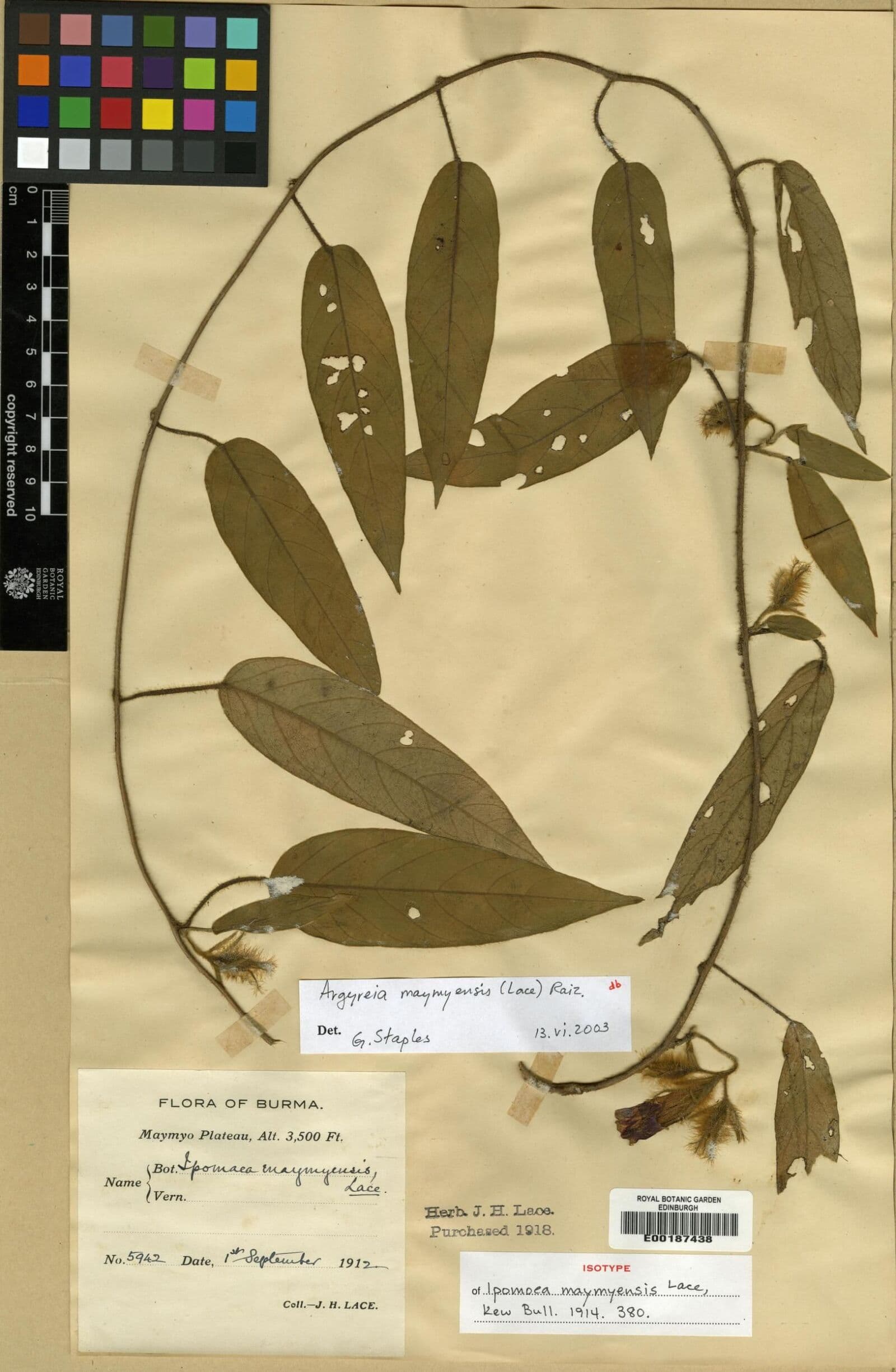 Argyreia maymyensis