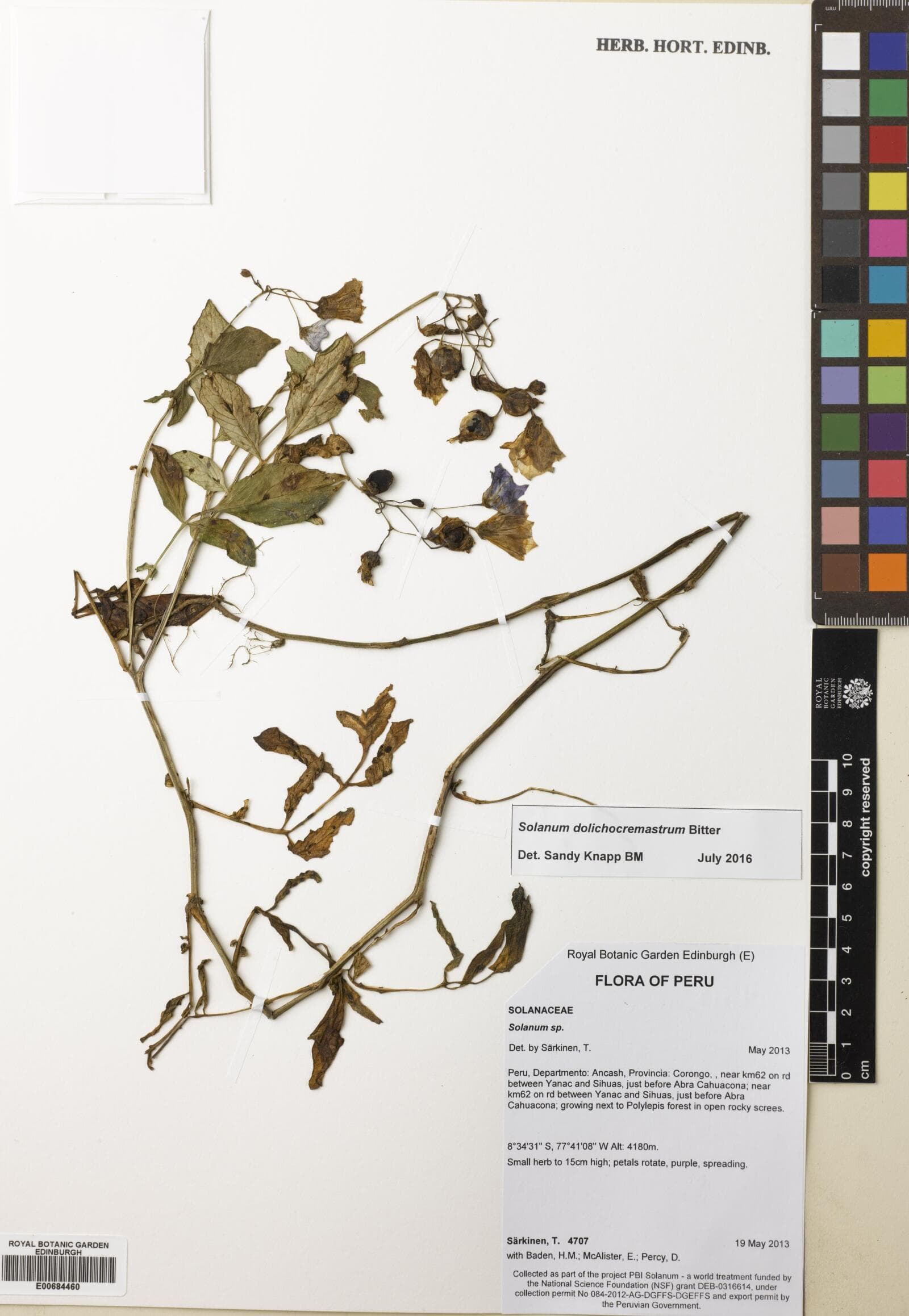 Solanum dolichocremastrum
