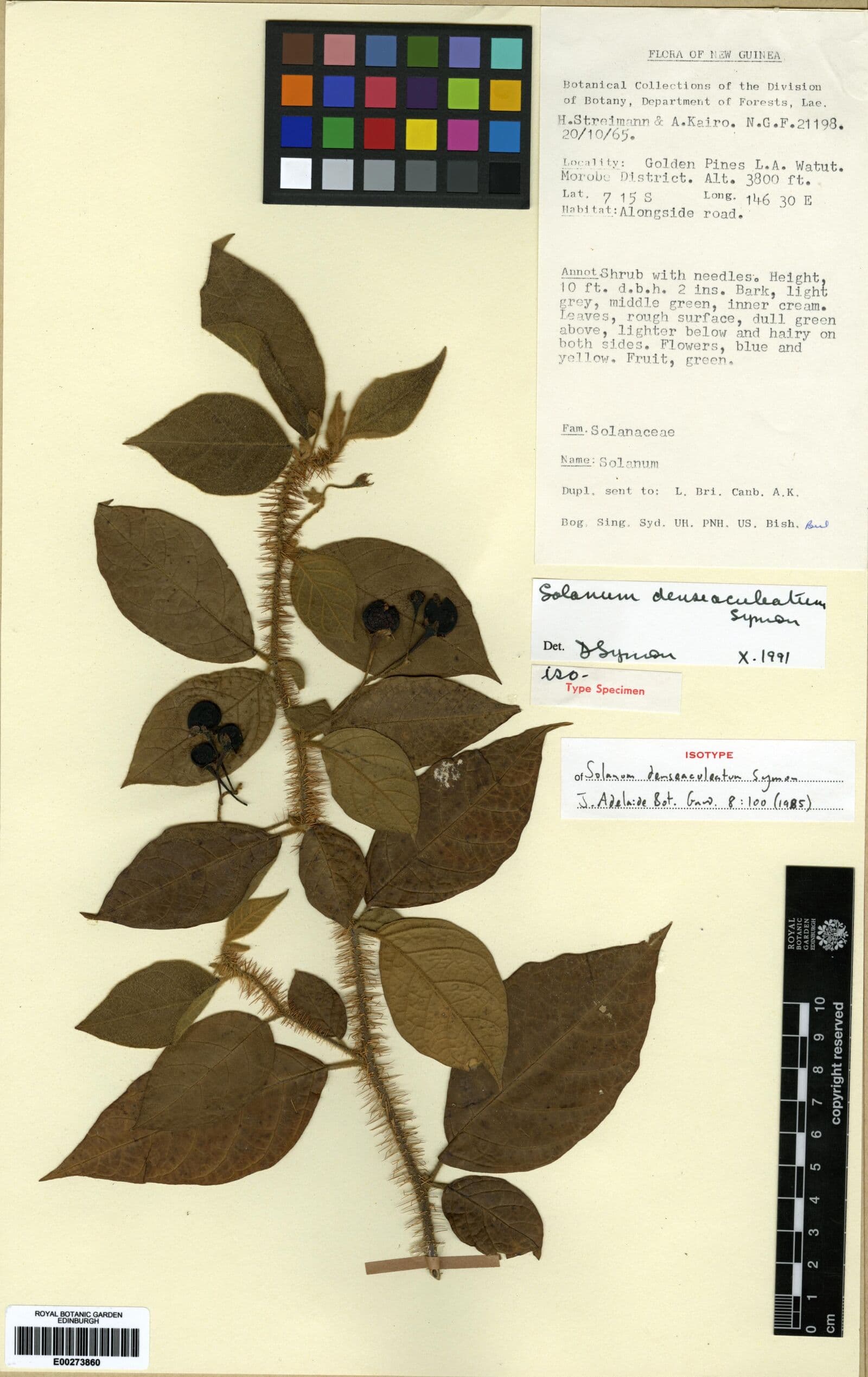 Solanum denseaculeatum