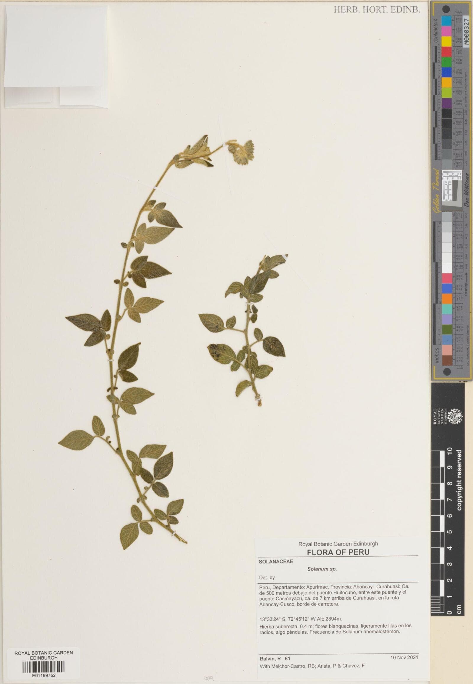 Solanum perlongistylum