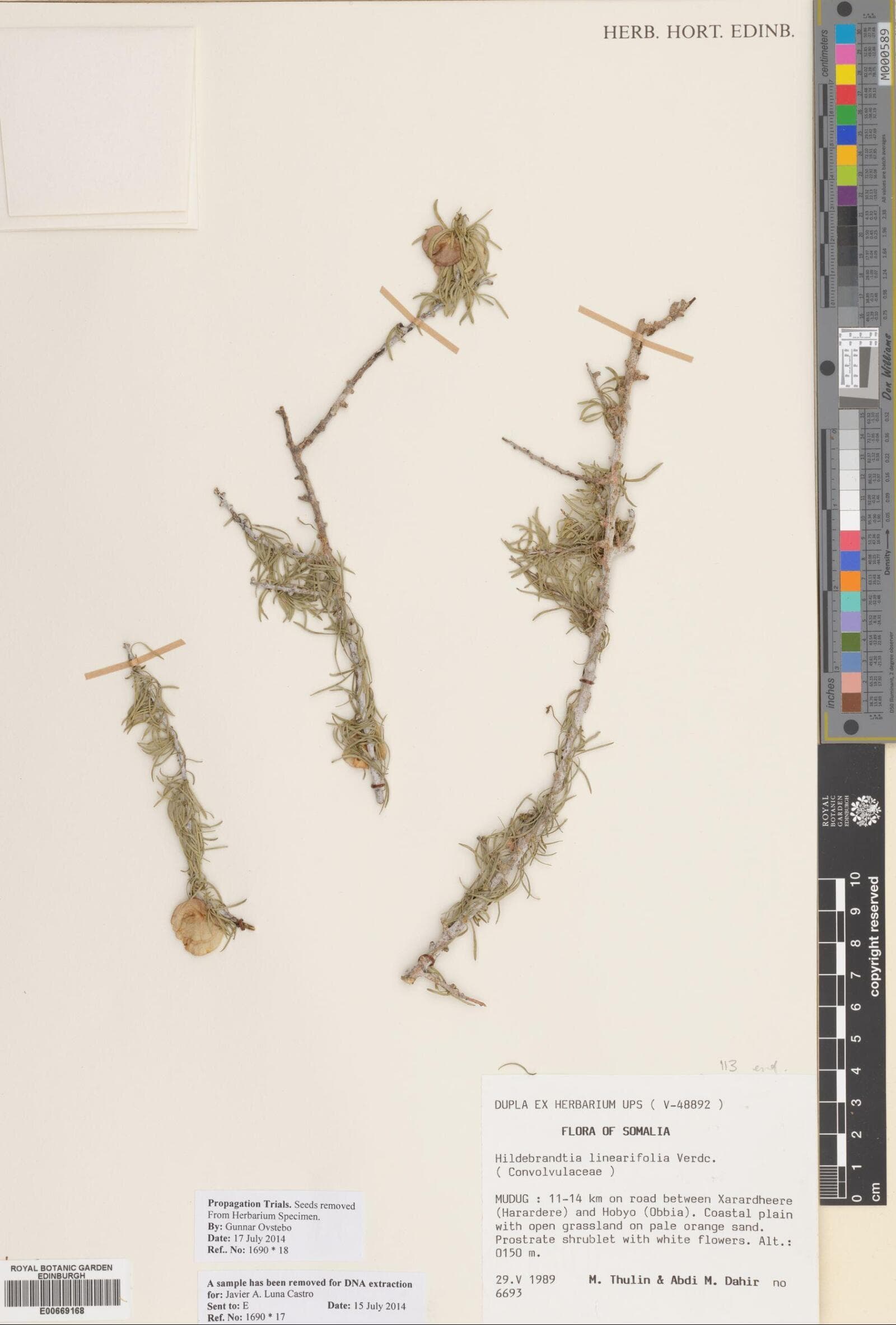 Hildebrandtia linearifolia