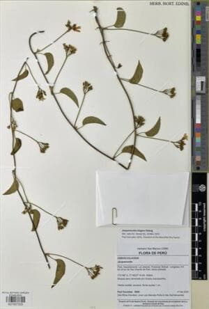 Jacquemontia elegans