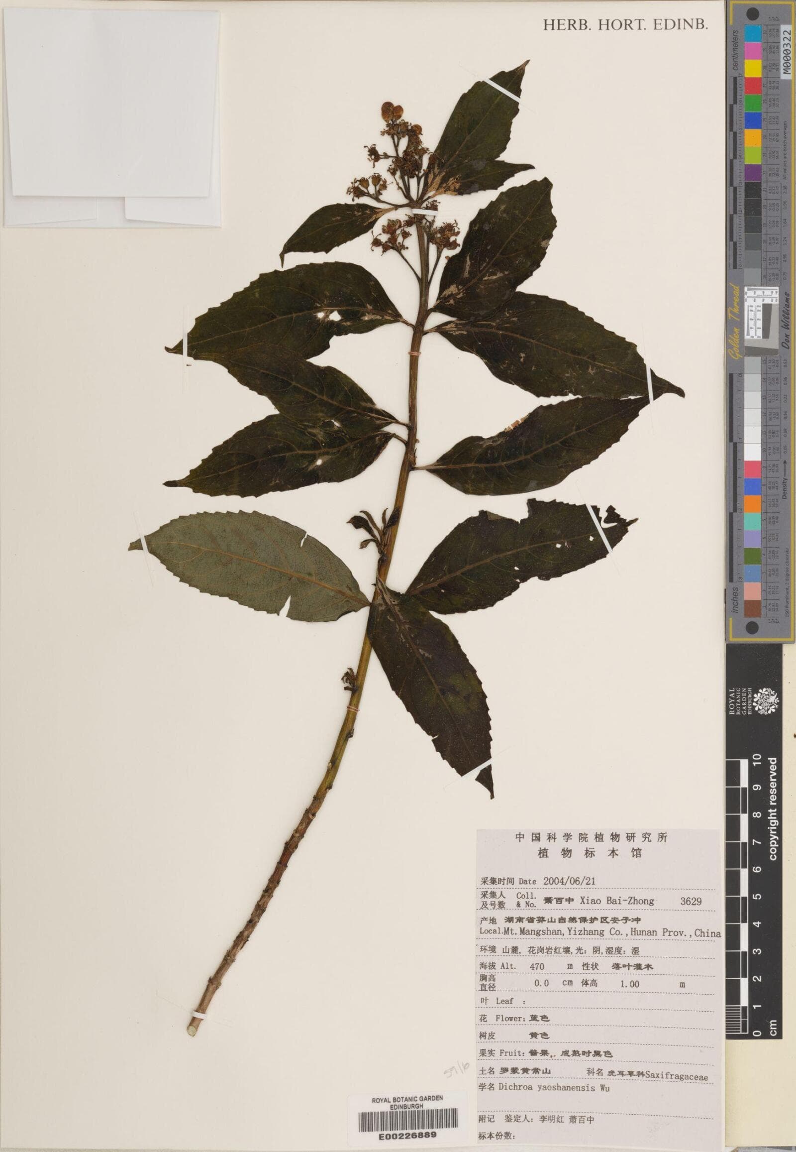 Hydrangea yaoshanensis