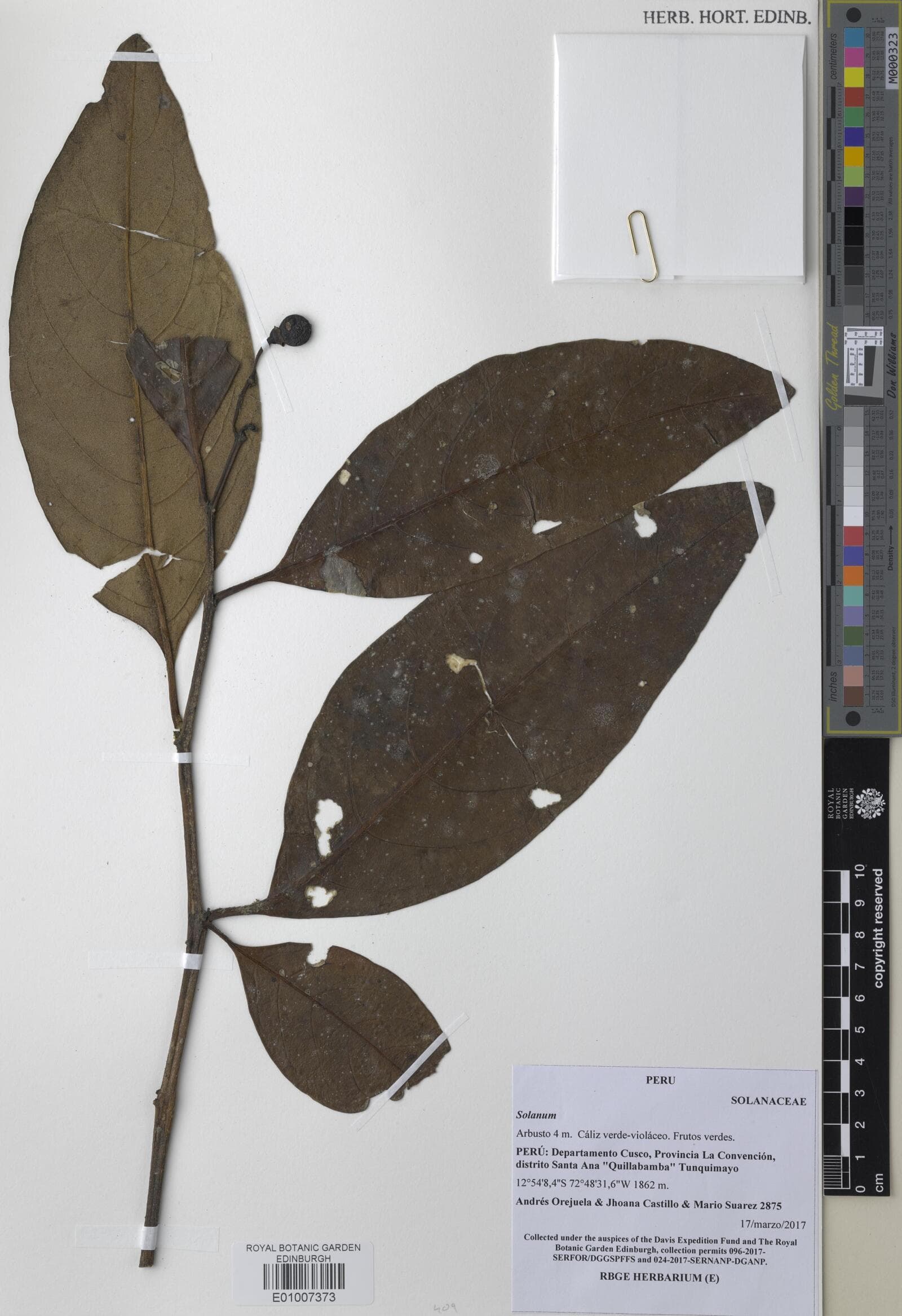 Solanum lindenii