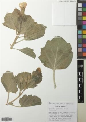 Hyoscyamus grandiflorus