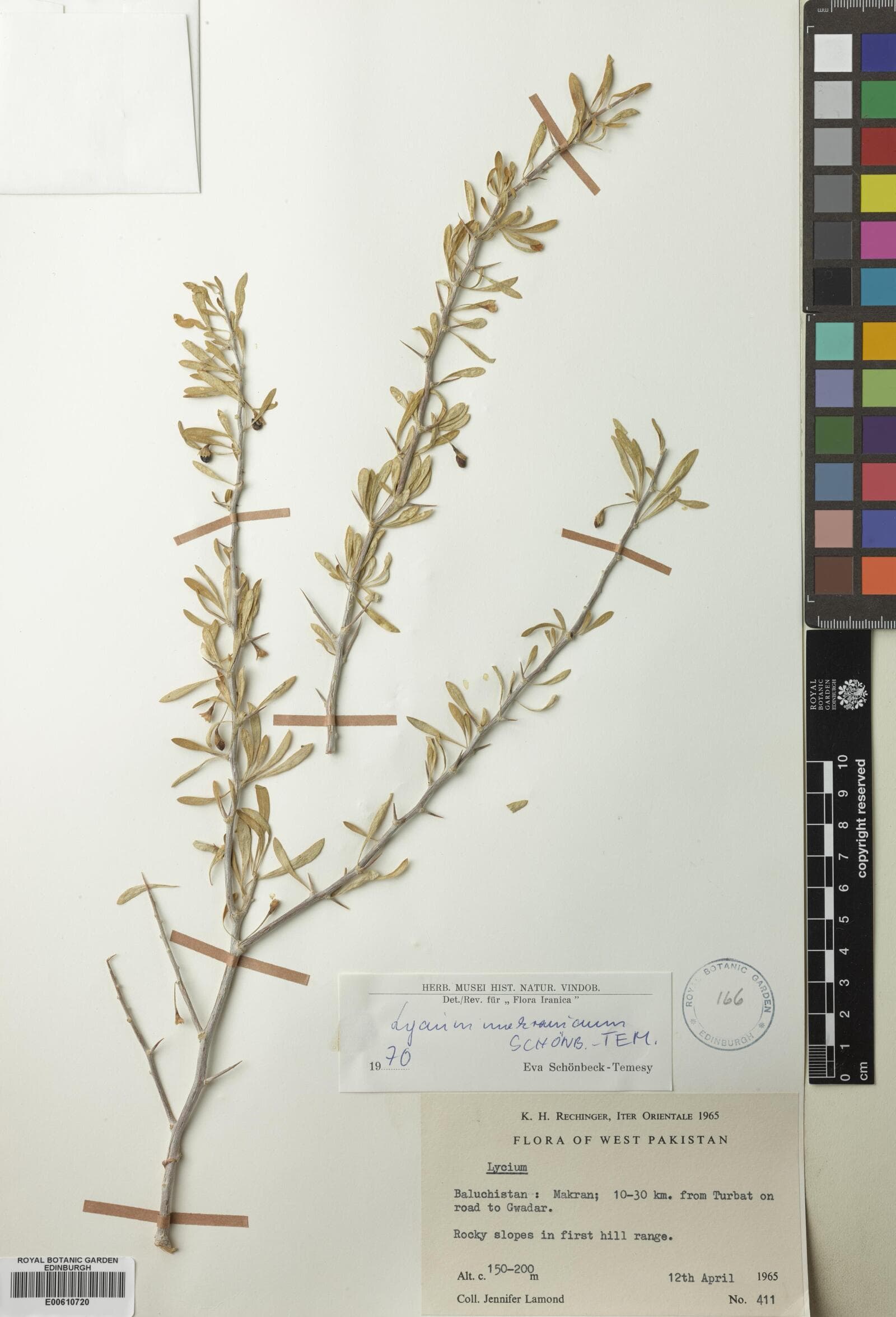 Lycium makranicum