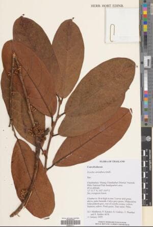 Erycibe citriniflora