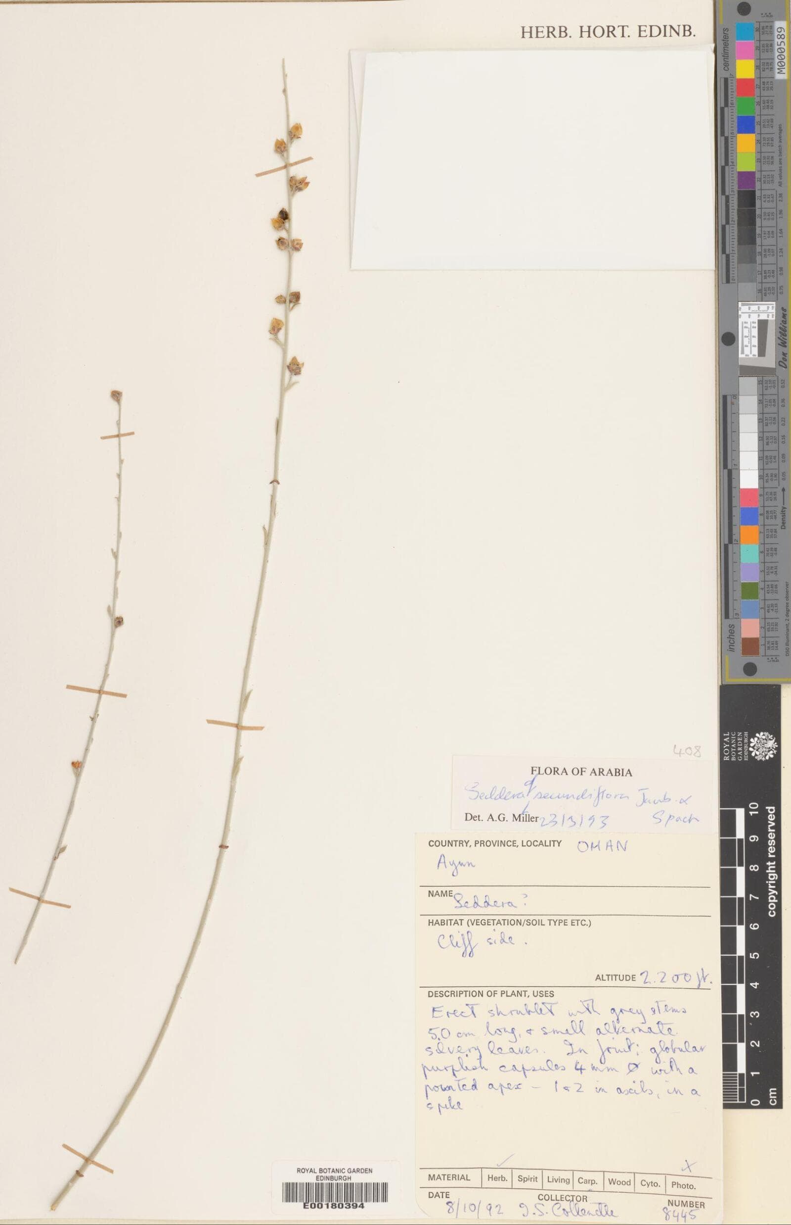 Seddera secundiflora