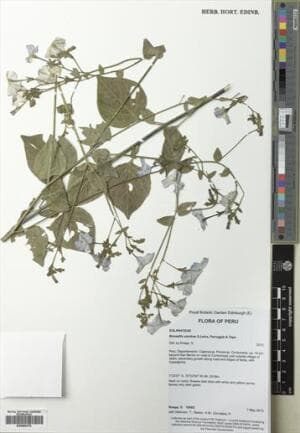 Browallia sandrae