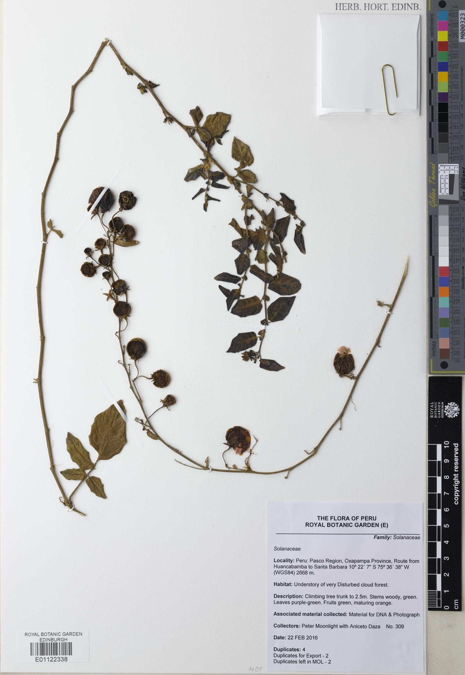 Solanum baretiae