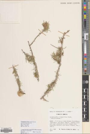 Hildebrandtia linearifolia