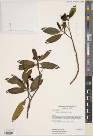 Solanum amblophyllum