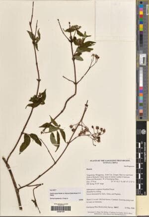 Deutzia aspera