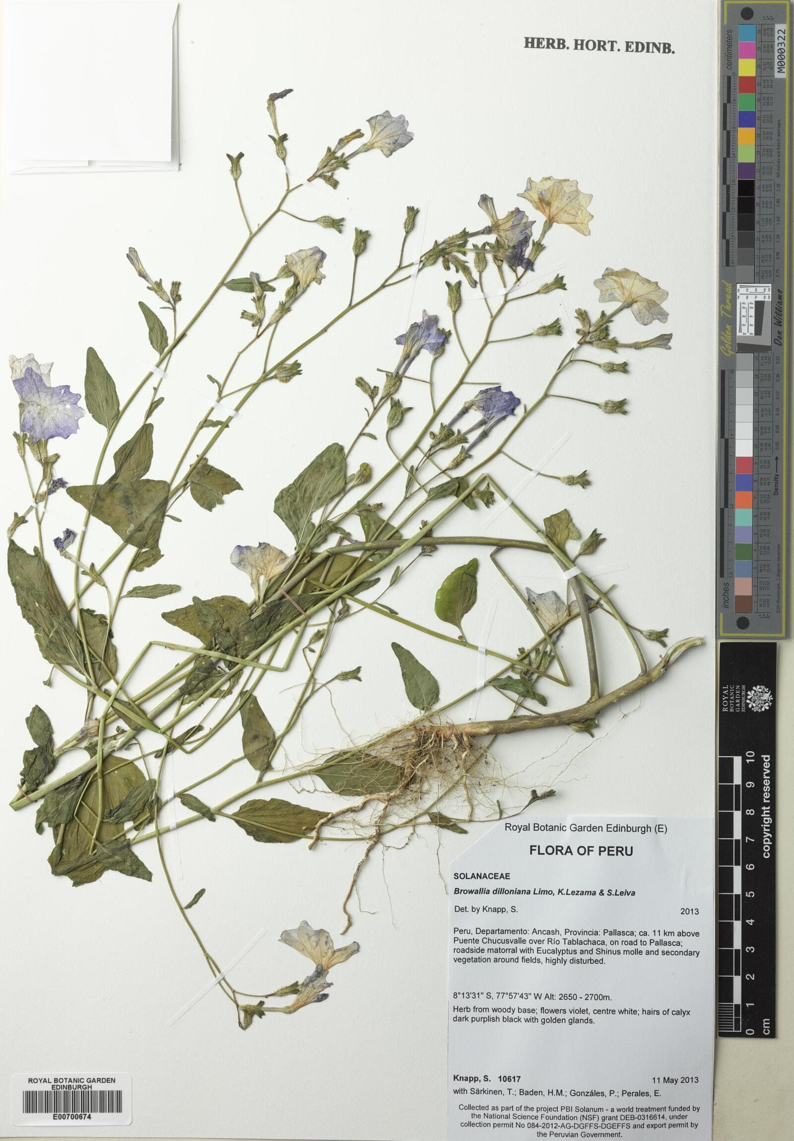 Browallia dilloniana