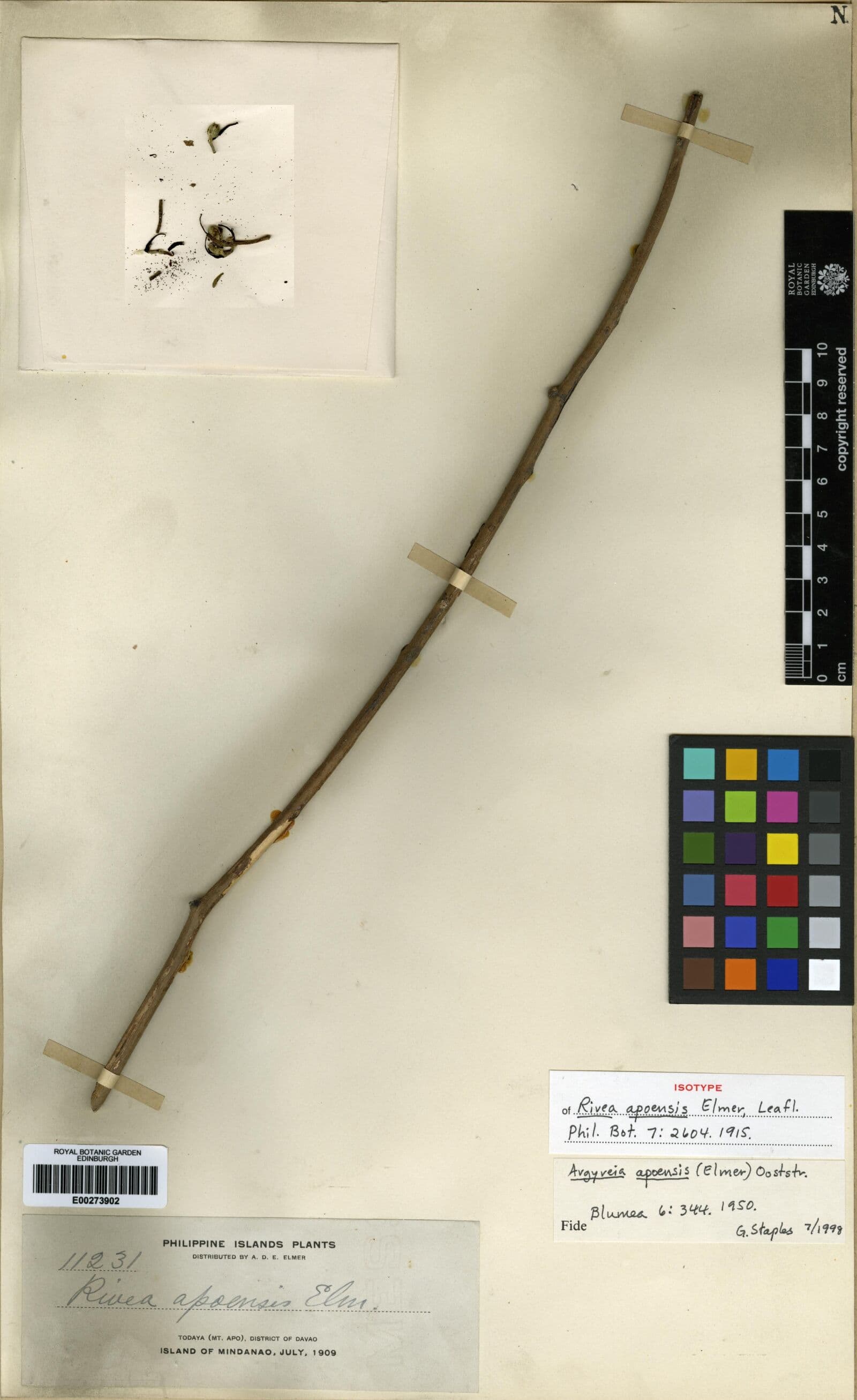 Argyreia apoensis