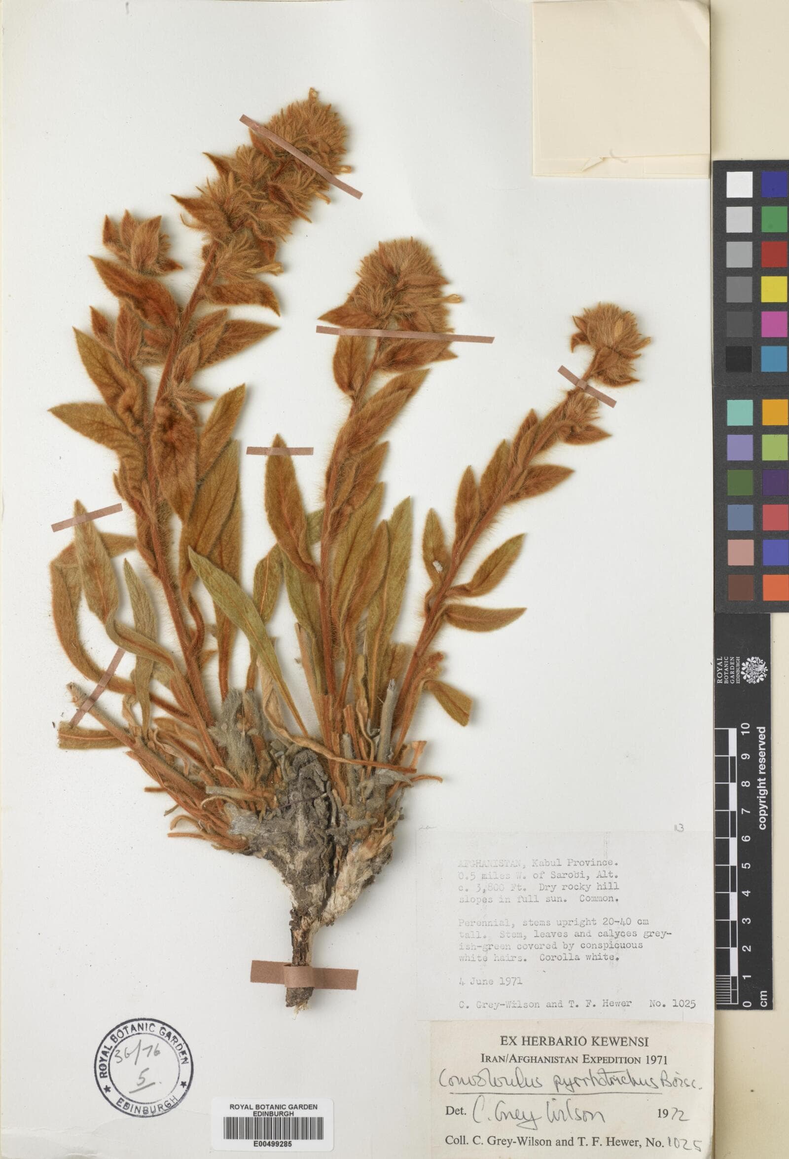 Convolvulus pyrrhotrichus