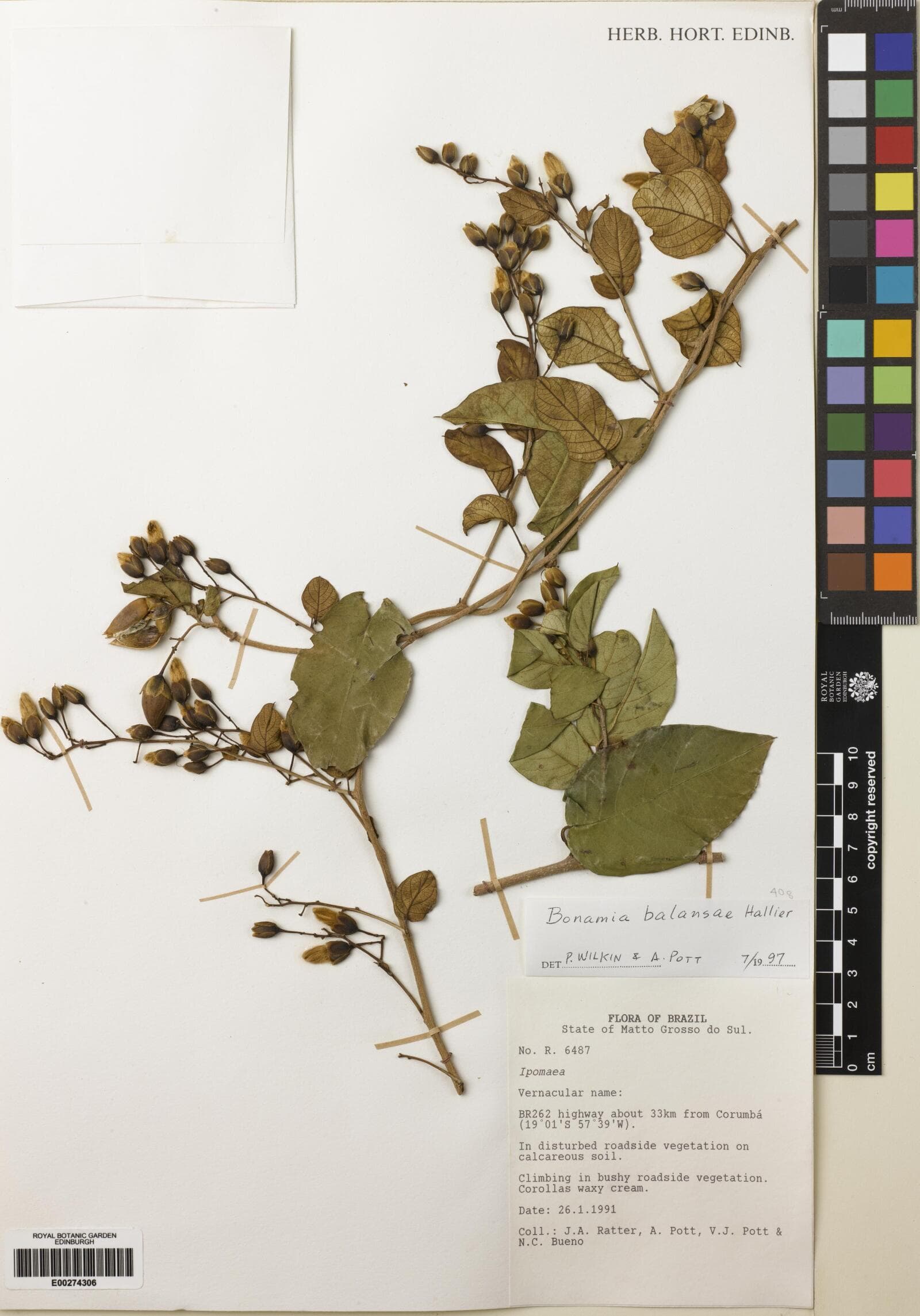 Bonamia balansae
