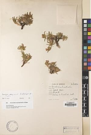 Convolvulus mazicum