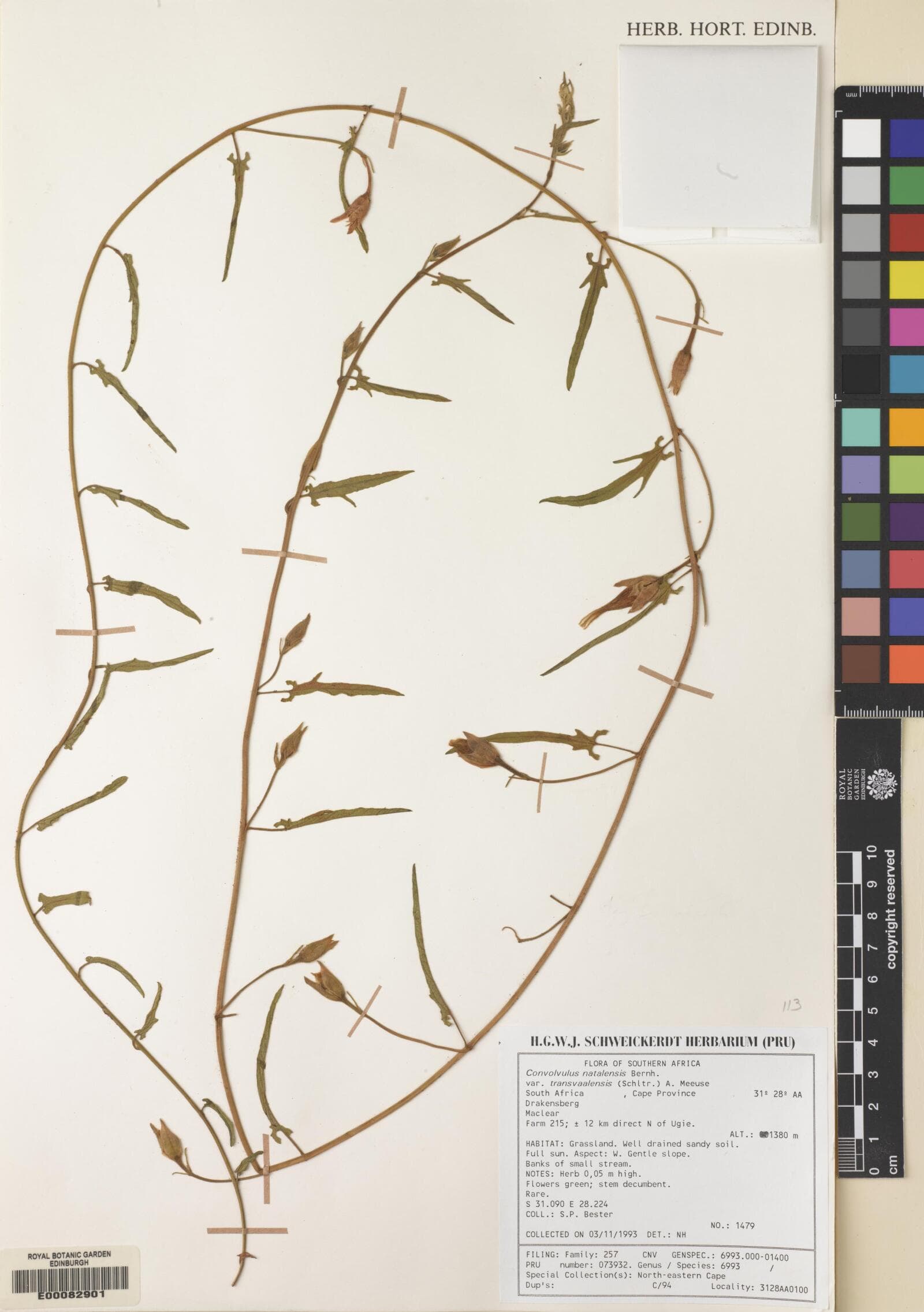 Convolvulus bullerianus