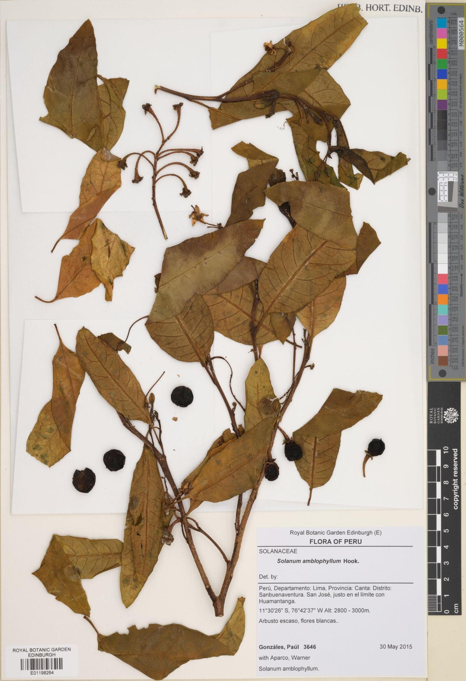 Solanum amblophyllum