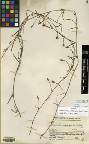 Convolvulus steppicola