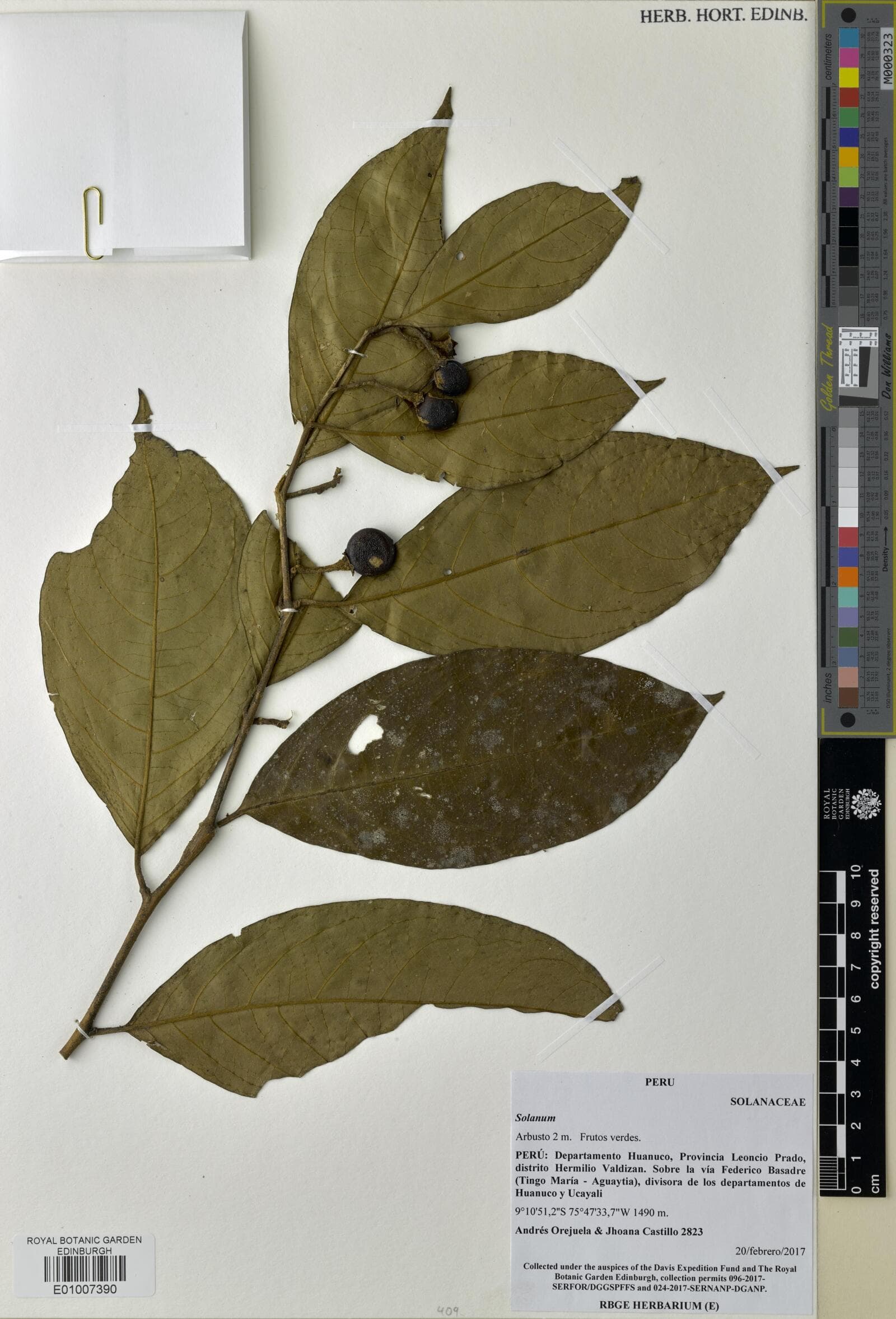 Solanum oblongum