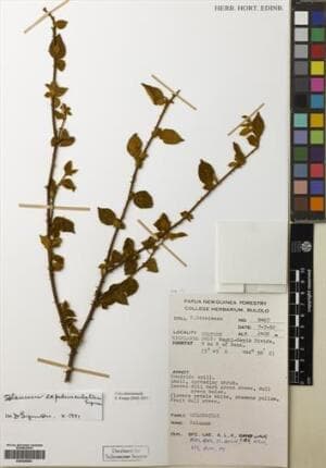 Solanum expedunculatum