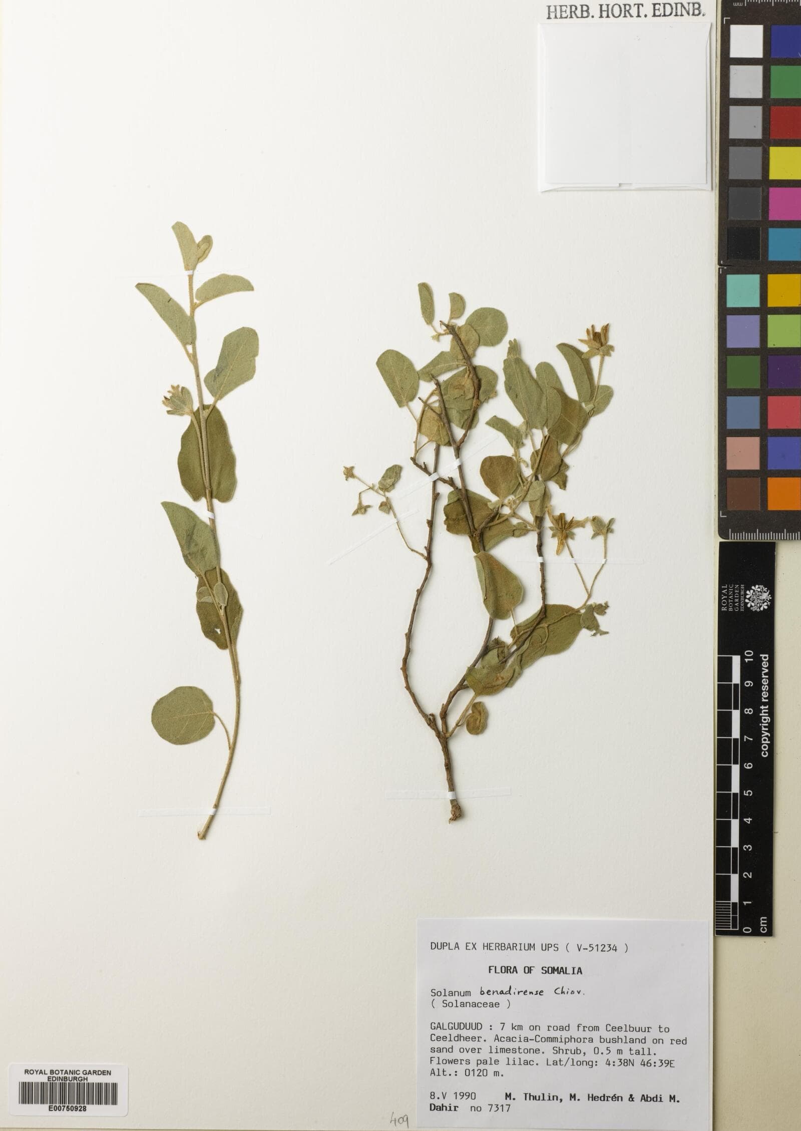 Solanum pampaninii