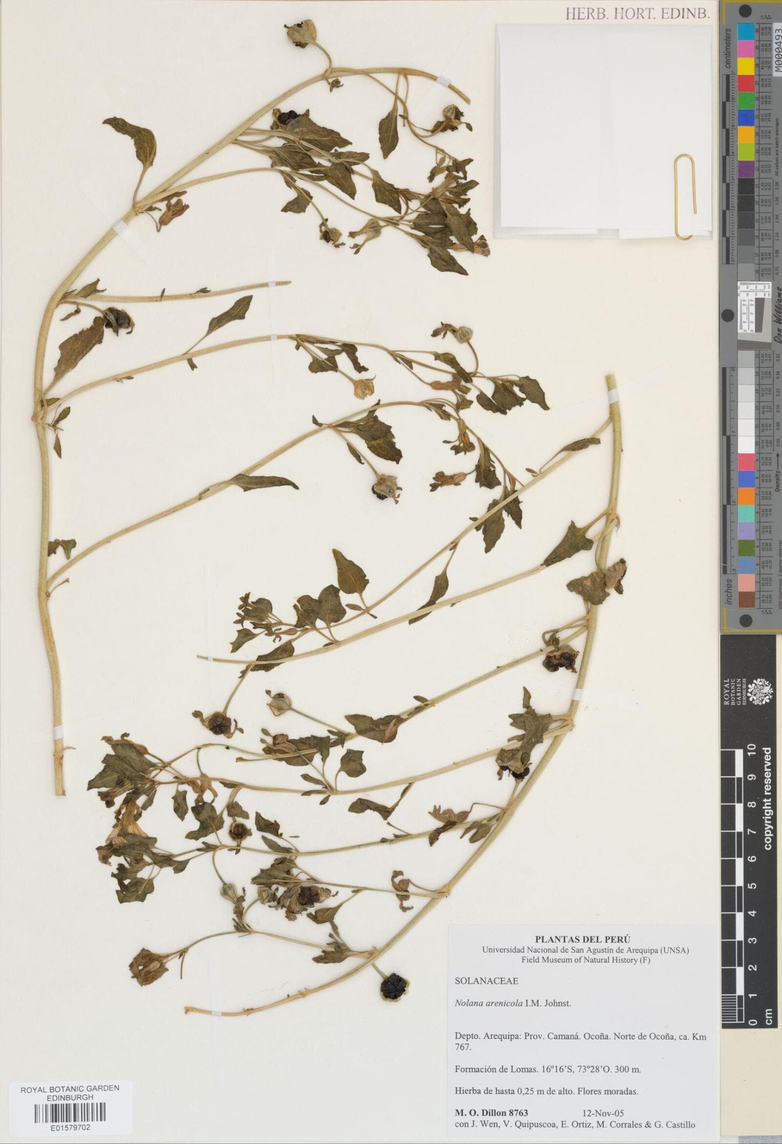 Nolana arenicola