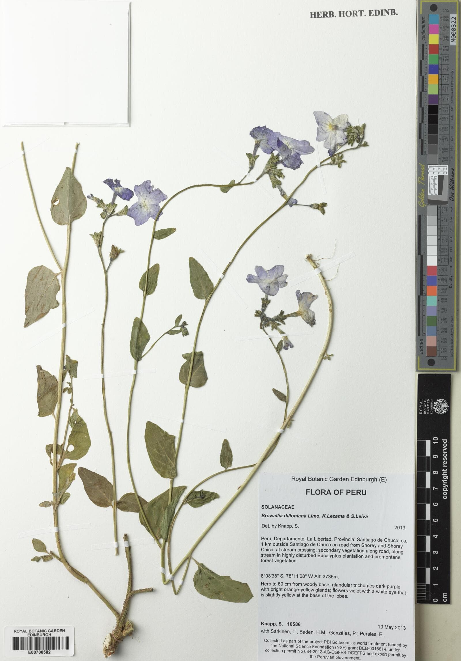 Browallia dilloniana