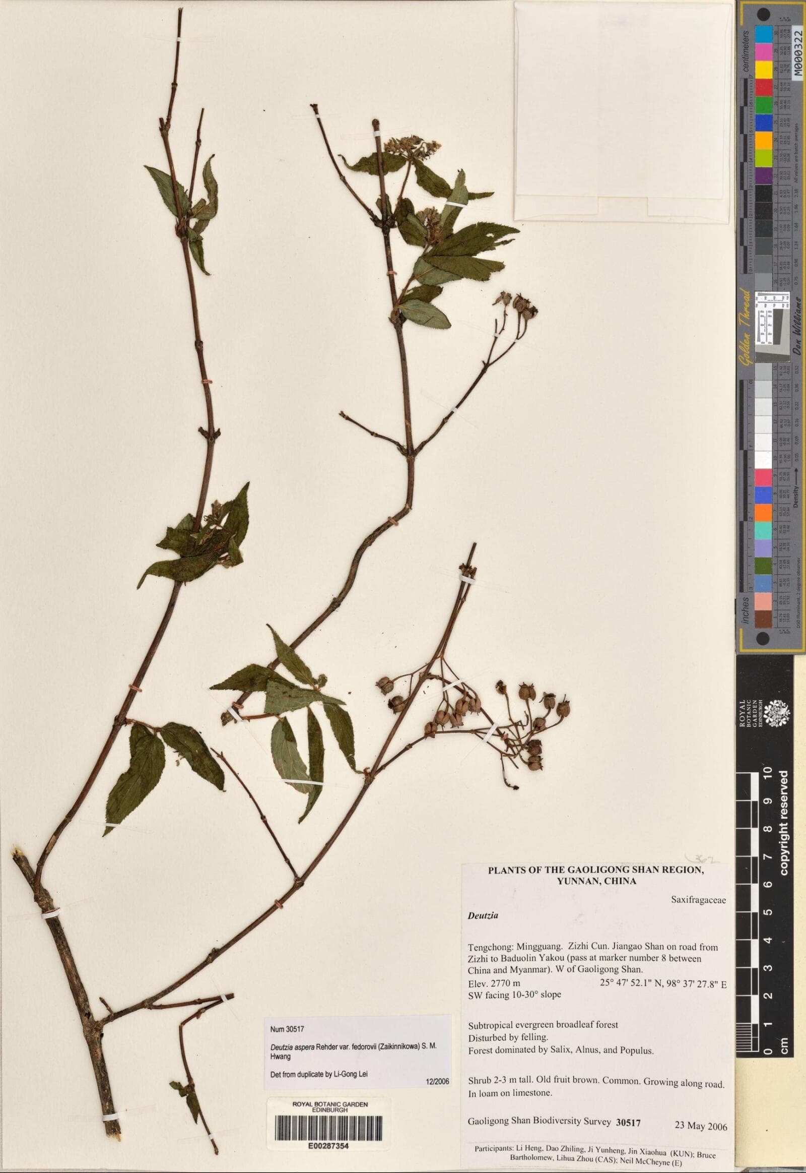 Deutzia aspera